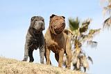 SHAR-PEI 680